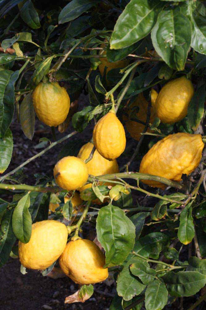                Fruit (S-1, Riverside, CA)       